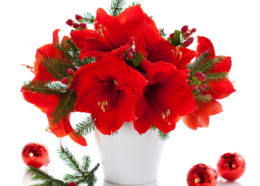 Christmas Flowers Melbourne