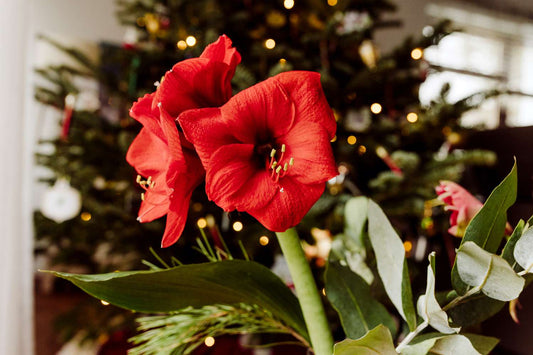 Pre-Order Christmas Flowers For Hassle-Free Delivery - Here's Why?
