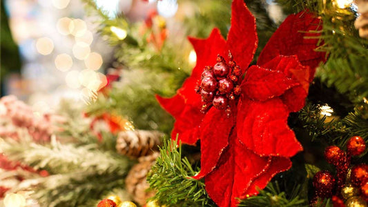 Top 8 Festive Flowers for Christmas Delivery in Melbourne