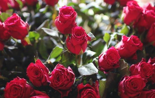 Best Flowers To Send Your Loved One This Valentine’s Day