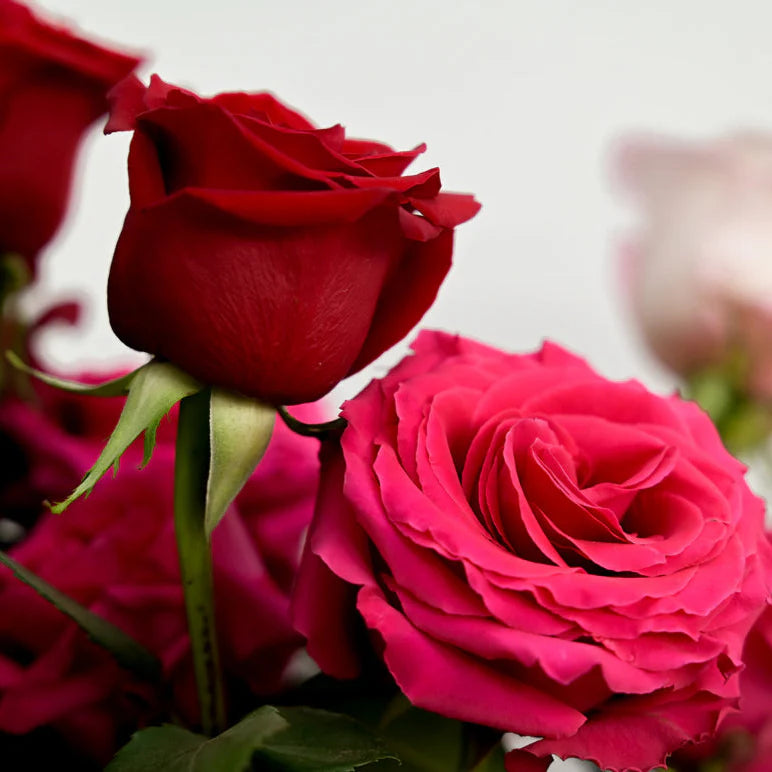 Just Roses Red