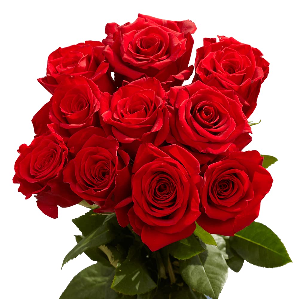 Premium Long Stem Roses (10 Roses Bunch)