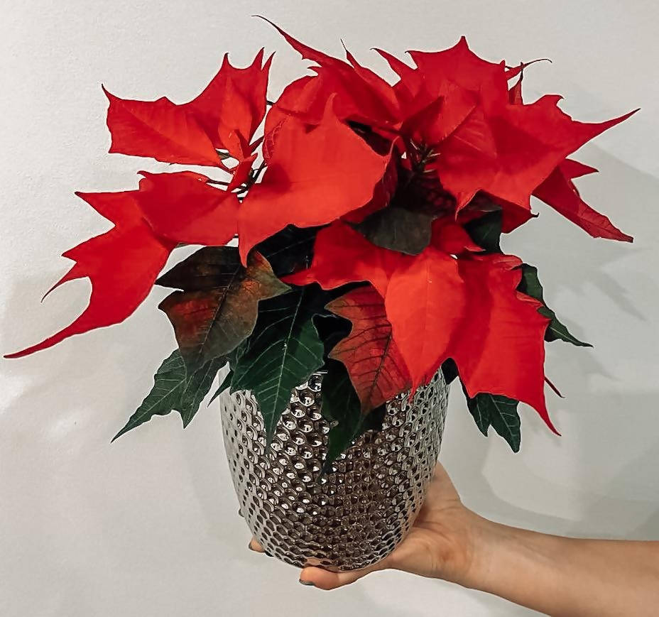 Poinsettia Plant