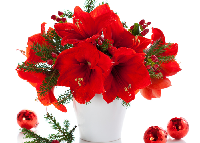 Christmas Flowers Melbourne
