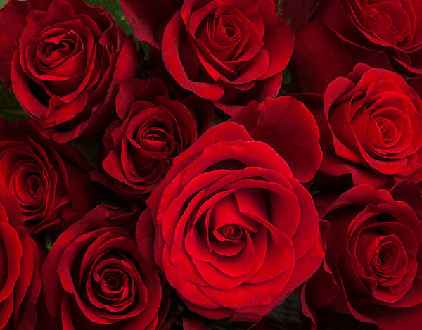 The Best Valentine’s Day Flowers To Gift Your Special Someone | NAZ ...