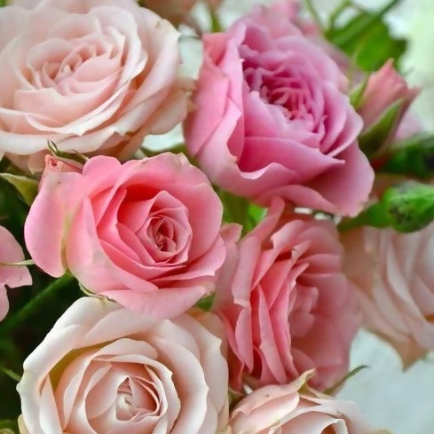  Classic Roses (Pink or White) - Flower Delivery Melbourne