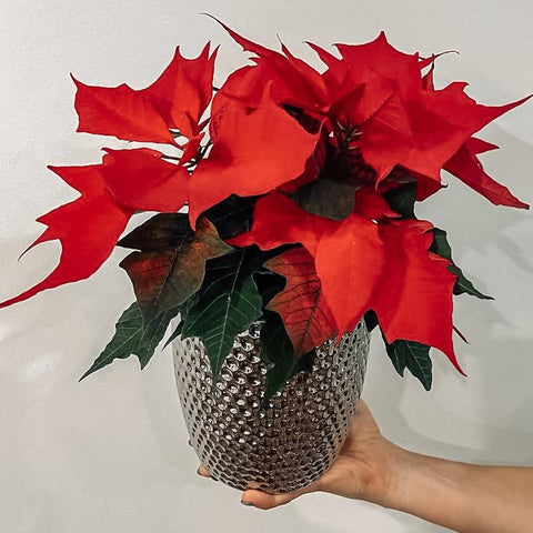 Poinsettia Plant