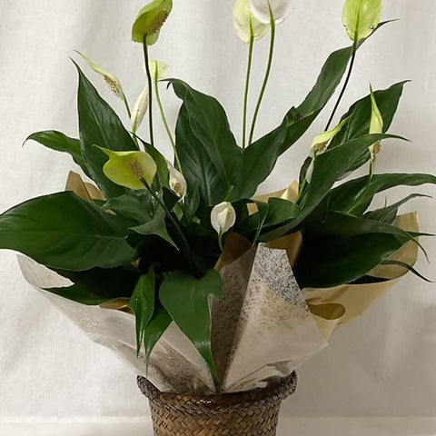 Madonna Lily Basket